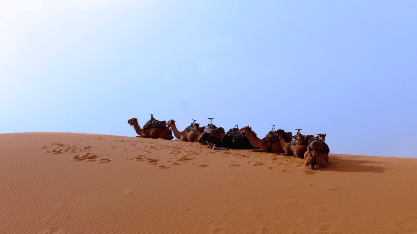 Scopri di più sull'articolo Gli Animali in Marocco: Dal Deserto alle Montagne