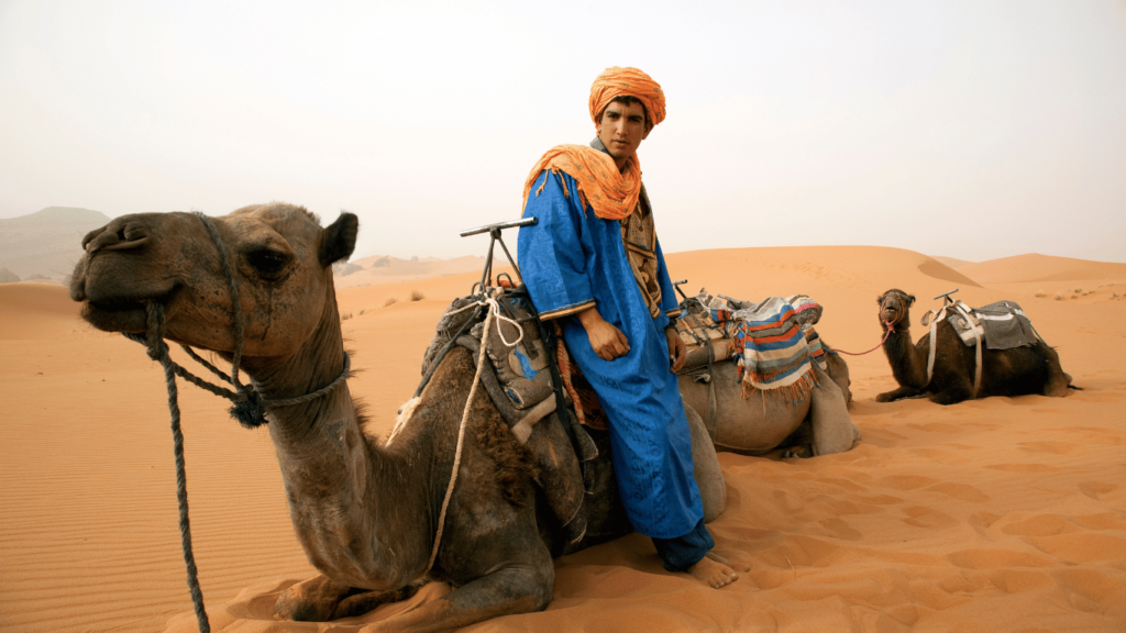 Merzouga desert camel