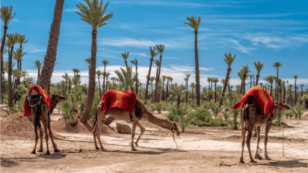 Giro in Cammello nella Palmeto di Marrakech